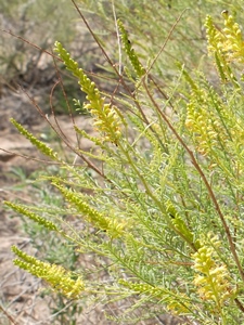 Parryella filifolia